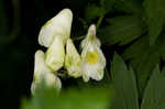 Southern blue monkshood <BR>Monkshood